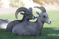 The Bighorn Sheep of Nevada