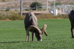 The Bighorn Sheep of Nevada