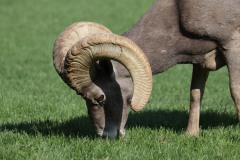 The Bighorn Sheep of Nevada