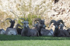 The Bighorn Sheep of Nevada